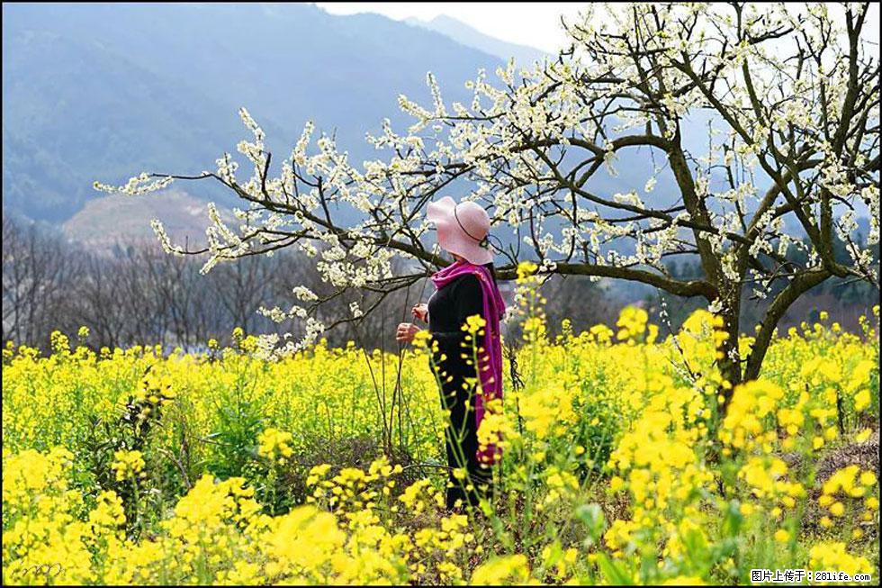 【春天,广西桂林灌阳县向您发出邀请!】长坪村油菜盛情花开 - 游山玩水 - 荷泽生活社区 - 荷泽28生活网 heze.28life.com