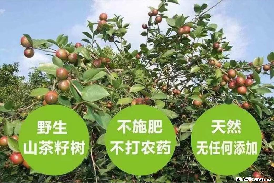 【灌阳县油茶产业示范区】一个有着充实的精神生活的人，对待身外之物自会有一种淡泊的态度 - 美食天地 - 荷泽生活社区 - 荷泽28生活网 heze.28life.com