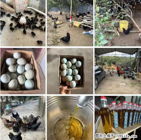 油茶园从小鸡仔开始养起的纯土鸡、土鸡蛋可以预定啦!还有前几天刚榨的纯山茶油哦 - 美食天地 - 荷泽生活社区 - 荷泽28生活网 heze.28life.com