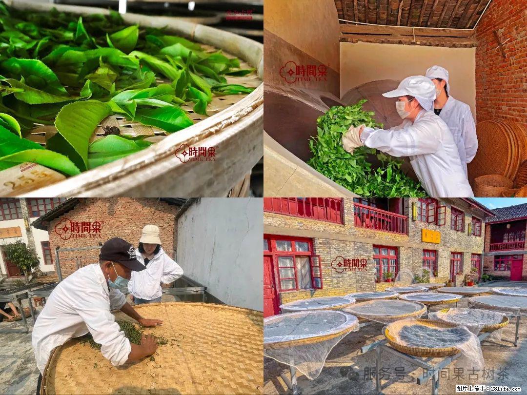 时间果百年古树龙珠普洱生茶 - 购物交流 - 荷泽生活社区 - 荷泽28生活网 heze.28life.com