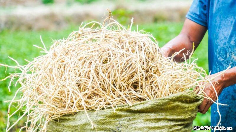 堪称“最难吃”的蔬菜,却是 “抗辐射神器”,还能护肺、清热、止咳化痰! - 荷泽生活资讯 - 荷泽28生活网 heze.28life.com