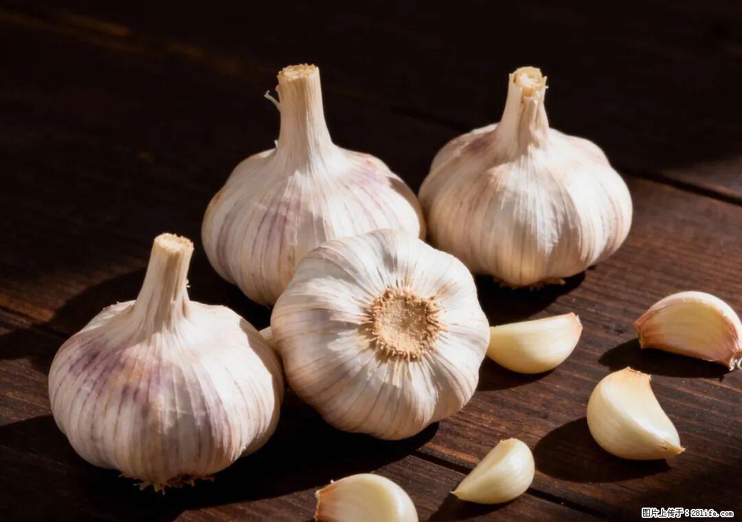 关于大蒜，除了“天然抗生素”，这4个谣言更该警惕! - 荷泽生活资讯 - 荷泽28生活网 heze.28life.com