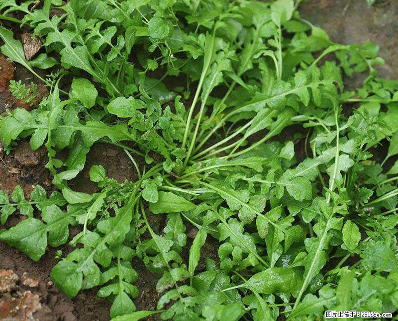 这些蔬菜是“天然钙片”,这6种被医生重点推荐 - 荷泽生活资讯 - 荷泽28生活网 heze.28life.com