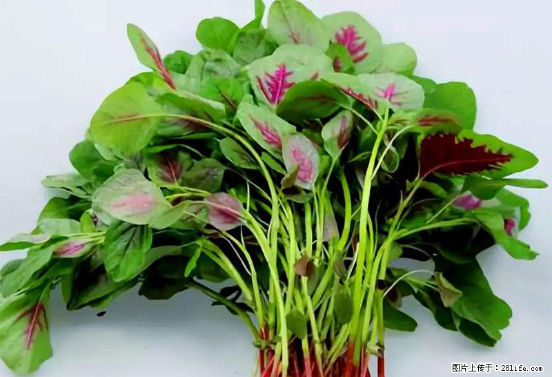 这些蔬菜是“天然钙片”,这6种被医生重点推荐 - 荷泽生活资讯 - 荷泽28生活网 heze.28life.com