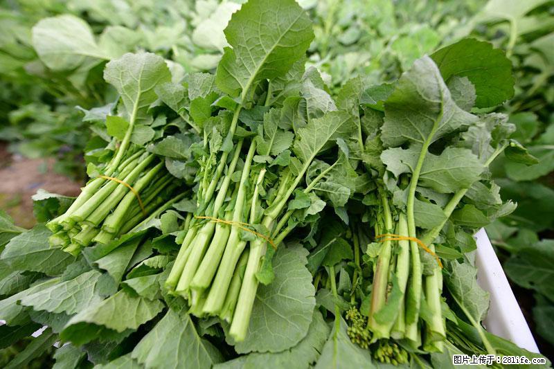 这些蔬菜是“天然钙片”,这6种被医生重点推荐 - 荷泽生活资讯 - 荷泽28生活网 heze.28life.com